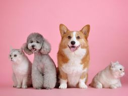 Covid. El virus o es tan fácil de pasar de un animal a un humano. Pixabay