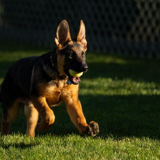 Conoce a "Commander", el nuevo integrante de los Biden