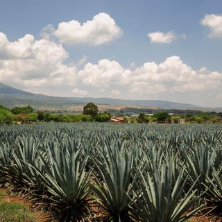 Se triplica cosecha de agave, berries y aguacate en Jalisco