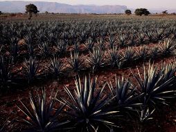 Los agaveros registrados al cierre del 2021 alcanzaron 25 mil productores de agave;  en 2014 apenas se llegaba a tres mil agaveros. AFP/ARCHIVO