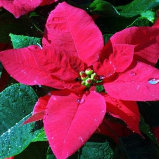 Flor de Nochebuena, contribución de México a la Navidad