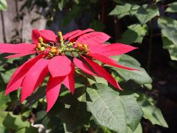 Para las ventas, productores de Oaxaca tuvieron que recurrir al uso de las redes sociales. PIXABAY