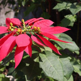 Flor de Noche Buena registra buen año, según productores