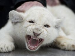 Visitantes del zoológico Tuzoofari en Epazoyucan, Hidalgo, presenciaron cómo un león se comió a su cría. EFE / ARCHIVO