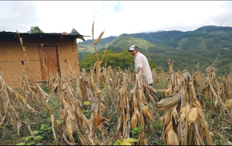 Organizaciones campesinas llaman al gobierno entrante a rescatar el campo de Honduras. EFE/G. Amador
