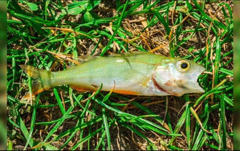 Autoridades de Texarkana explicaron el fenómeno de 
