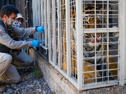 El Zoológico chileno reporta que no hay consecuencias tras la vacuna en sus animales. AFP/ J. Torres