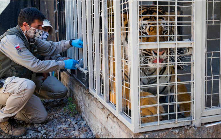 El Zoológico chileno reporta que no hay consecuencias tras la vacuna en sus animales. AFP/ J. Torres