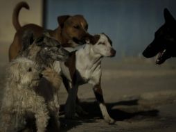 Las condiciones inhóspitas de los perros en el albergue de CDMX ha propiciado canibalismo entre los lomitos. EL INFORMADOR / ARCHIVO