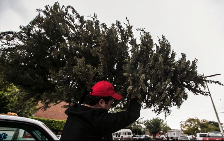 Los árboles de Navidad recolectados serán triturados para convertirse en mulch o composta. EL INFORMADOR/ARCHIVO
