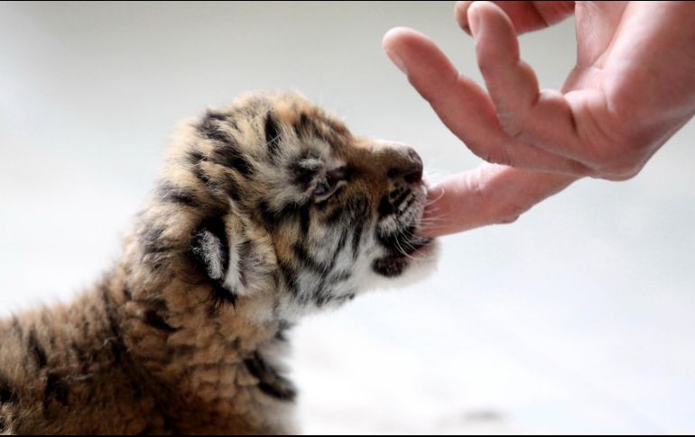 El tigre pertenece a la especie Panthera tigris y se encuentra en peligro de extinción. NTX/ARCHIVO