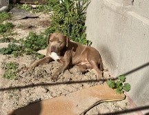La mascota de la periodista asesinada, 