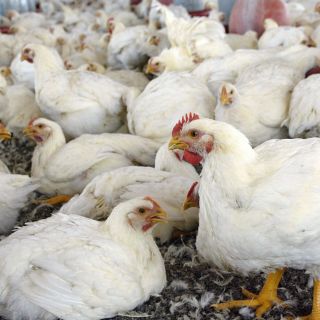 Gripe aviar: Europa registra casi mil brotes en sus criaderos