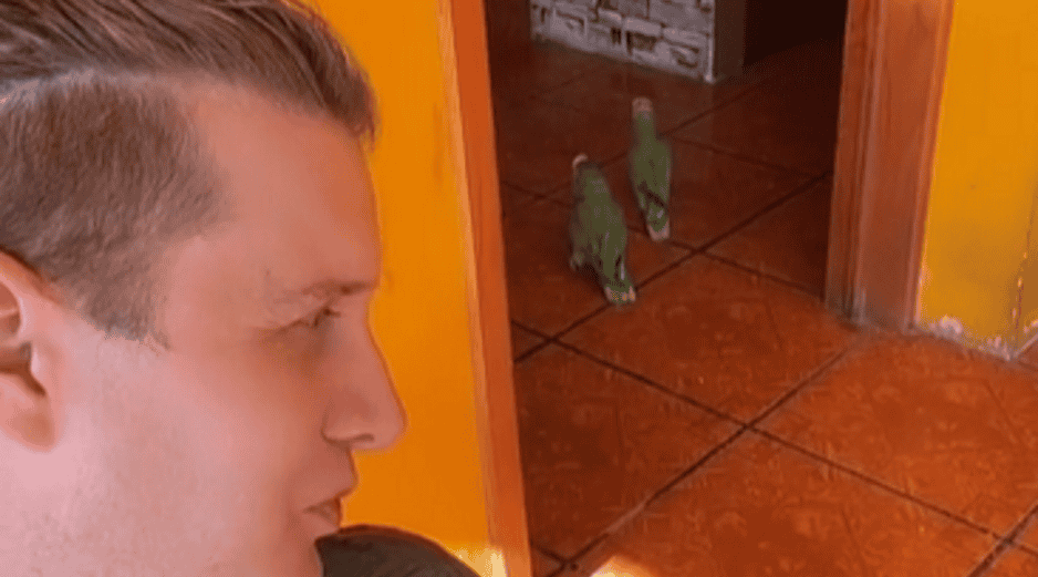 Samuel Castelli ha compartido en sus redes sociales infinidad de videos con sus mascotas: la pareja de pericos, perros y hasta caballos. TIKTOK / @SAMUELCASTELLI