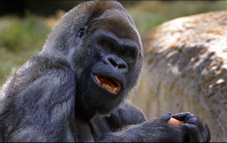 Al primate le sobreviven siete descendientes en el zoológico de Atlanta. EFE/S. Lesser