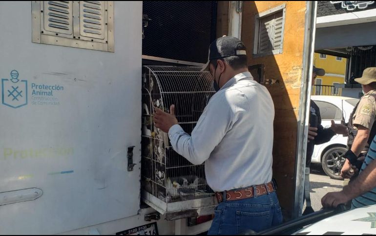 Los animales serán revisados por veterinarios en las instalaciones de Protección de Animales de Guadalajara, posteriormente serán trasladados al Zoológico Villa Fantasía, en Zapopan. CORTESÍA