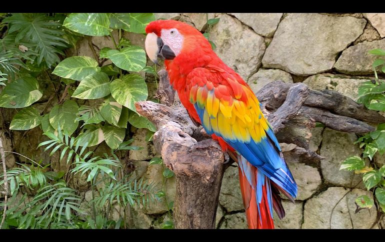 La fauna de Xcaret, en fotos. GENTE BIEN JALISCO/ MAITÉ RUIZ VELASCO