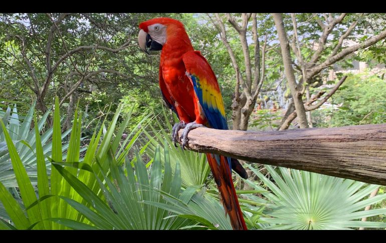 La fauna de Xcaret, en fotos. GENTE BIEN JALISCO/ MAITÉ RUIZ VELASCO
