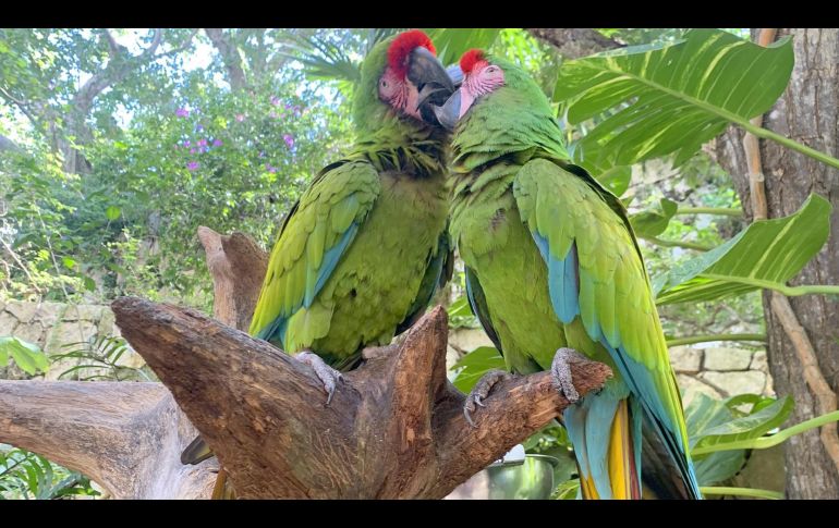 La fauna de Xcaret, en fotos. GENTE BIEN JALISCO/ MAITÉ RUIZ VELASCO
