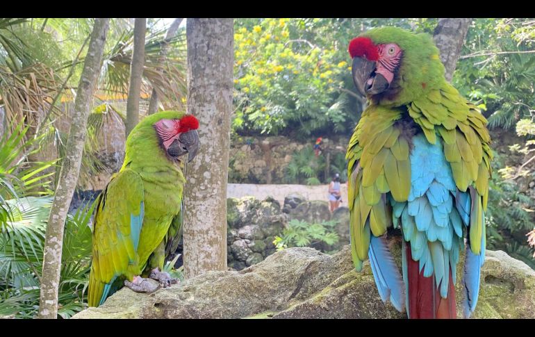 La fauna de Xcaret, en fotos. GENTE BIEN JALISCO/ MAITÉ RUIZ VELASCO