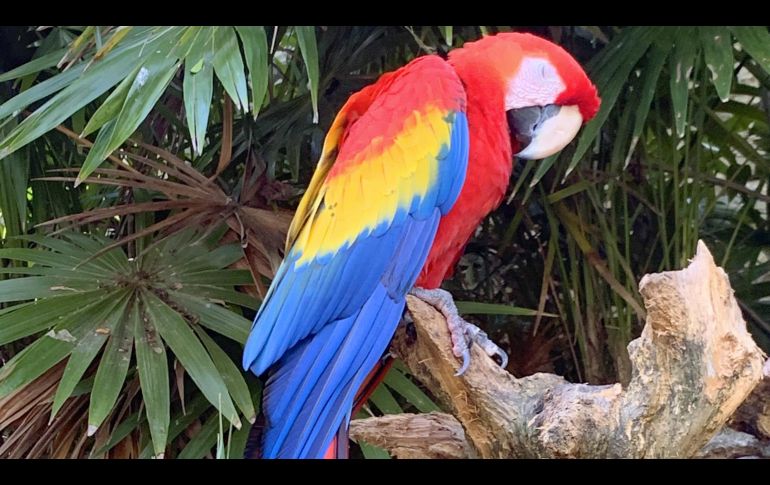 La fauna de Xcaret, en fotos. GENTE BIEN JALISCO/ MAITÉ RUIZ VELASCO