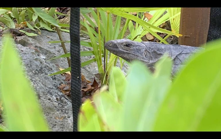 La fauna de Xcaret, en fotos. GENTE BIEN JALISCO/ MAITÉ RUIZ VELASCO