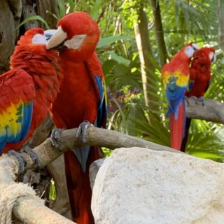 Fotogalería: La fauna de Xcaret, en fotos
