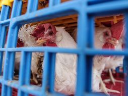 Los usuarios de redes sociales sugirieron bautizar a la gallina con el nombre de Ethel Rosenberg, la famosa estadounidense arrestada y ejecutada por espiar para la Unión Soviética en los años 50. EL INFORMADOR / ARCHIVO