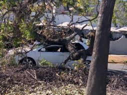 Autoridades trabajan para liberarlo lo antes posible. CORTESÍA