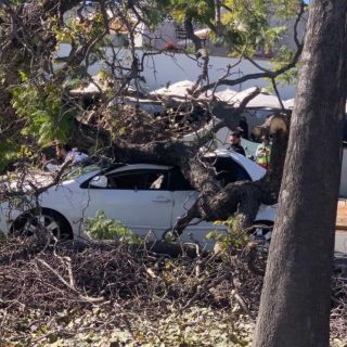 Seguridad en Jalisco: Cae árbol sobre auto en Avenida Américas