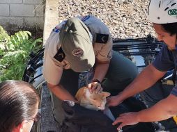 En coordinación, bomberos y personal de una compañía telefónica comenzaron labores en el lugar, ubicado en el Parque Las Palmas. ESPECIAL