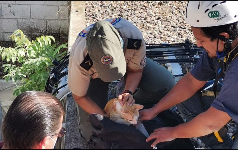 En coordinación, bomberos y personal de una compañía telefónica comenzaron labores en el lugar, ubicado en el Parque Las Palmas. ESPECIAL