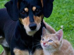 Recuerda que la actividad física de tus mascotas está sujeta a su edad. PIXABAY