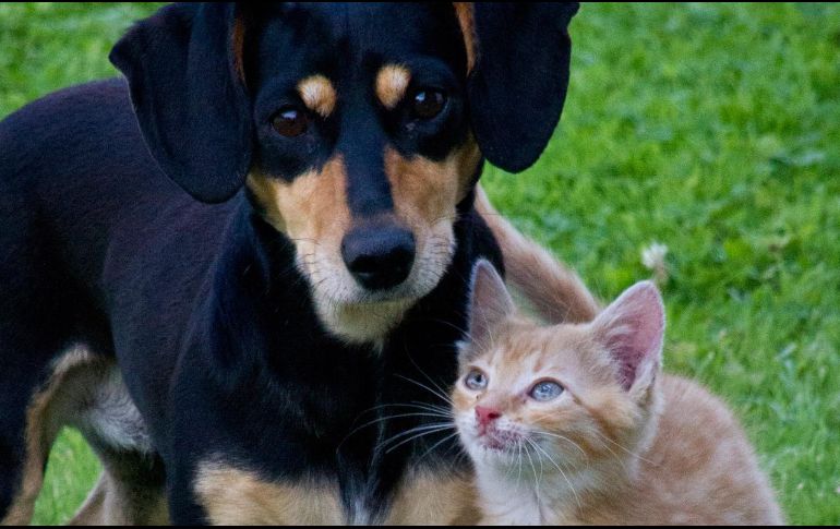 Recuerda que la actividad física de tus mascotas está sujeta a su edad. PIXABAY