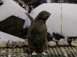 El pingüino bebé nació el 31 de diciembre de 2021, tiene 35 días de edad y recibe entrenamiento para su vida futura en el zoo. EFE/F. Guasco