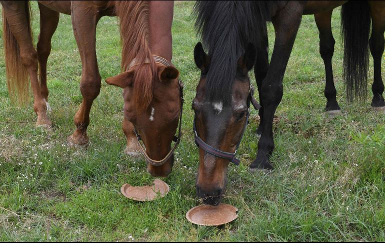 El conductor del remolque donde iban los caballos no pudo acreditar su legal procedencia. AFP/ARCHIVO