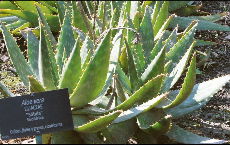 Tipos. Algunas plantas son usadas para curar diversas enfermedades. EFE