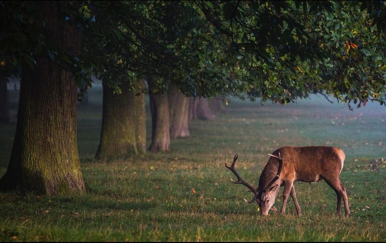 Hay altas posibilidades de que los animales se conviertan en un depósito del virus, y una fuente latente de nuevos linajes. ESPECIAL/Photo by Diana Parkhouse on Unsplash