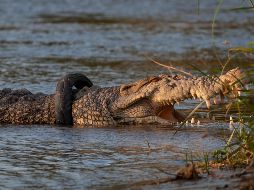 La hembra de cocodrilo de 4.5 metros, fue vista en el río de la ciudad con la llanta alrededor del cuello cada vez más apretada. EFE/ O. Bustan