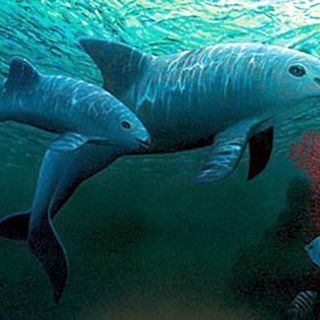 EU da un toque de alerta a México por la vaquita marina