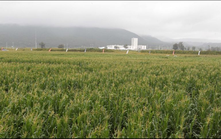 El juez del Séptimo Tribunal Colegiado en Materia Administrativa determinó que el decreto afecta el derecho de la propiedad y la posesión del quejoso. EL INFORMADOR/Archivo