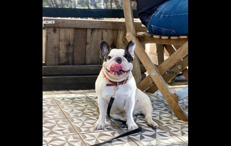 CORTESIA/@ÚRSULO FRENCHIE