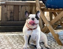 CORTESIA/@ÚRSULO FRENCHIE