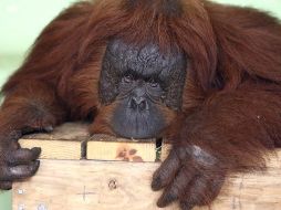 Mayoría. 79% de los votantes están en contra de la prohibición de experimentación en animales. Archivo/ El Informador