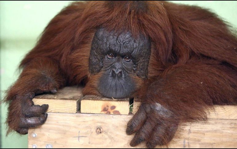 Mayoría. 79% de los votantes están en contra de la prohibición de experimentación en animales. Archivo/ El Informador