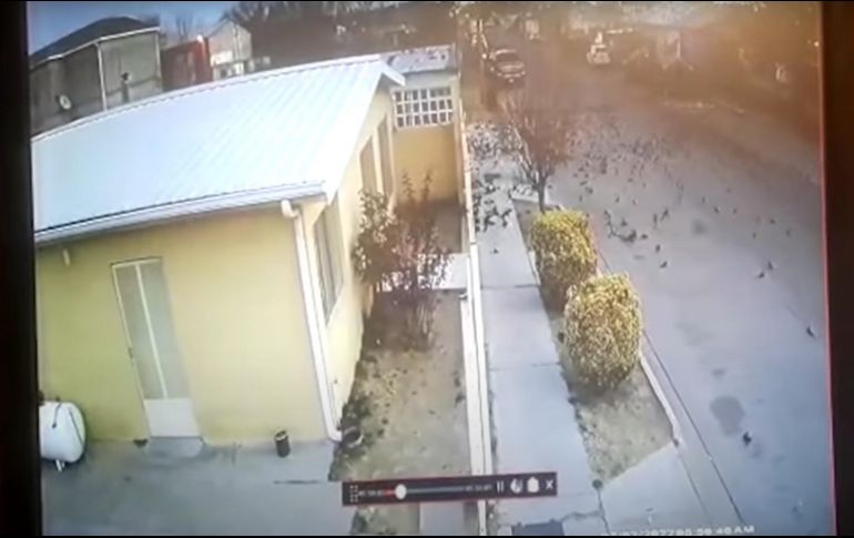 El video de los pájaros muertos en Chihuahua inundó las redes sociales y los usuarios han discutido las causas del fenómeno, algunos, de manera paranormal. ESPECIAL