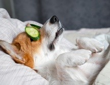 En promedio, un perro vive entre 10 y 14 años. ISTOCK GETTY IMAGES