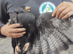 Los oficiales localizaron a un águililla aura (buteo albonotatus) de aproximadamente 1.5 metros de envergadura, con signos de deshidratación, desnutrición y con el ala izquierda lastimada. ESPECIAL