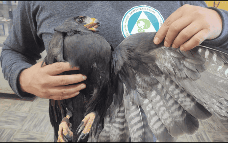 Los oficiales localizaron a un águililla aura (buteo albonotatus) de aproximadamente 1.5 metros de envergadura, con signos de deshidratación, desnutrición y con el ala izquierda lastimada. ESPECIAL