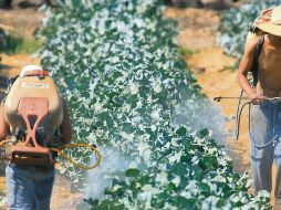 SIEMBRA. Especialistas recomiendan la utilización de plaguicidas naturales, que no se usan tanto porque son más caros. Archivo/ El Informador